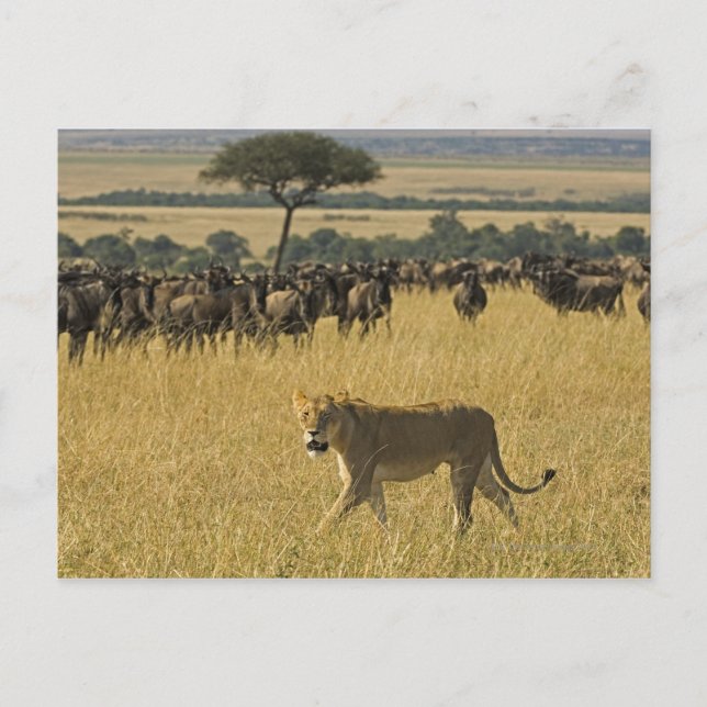 Carte Postale Réserve nationale du Masai Mara, Kenya, Afrique (Devant)