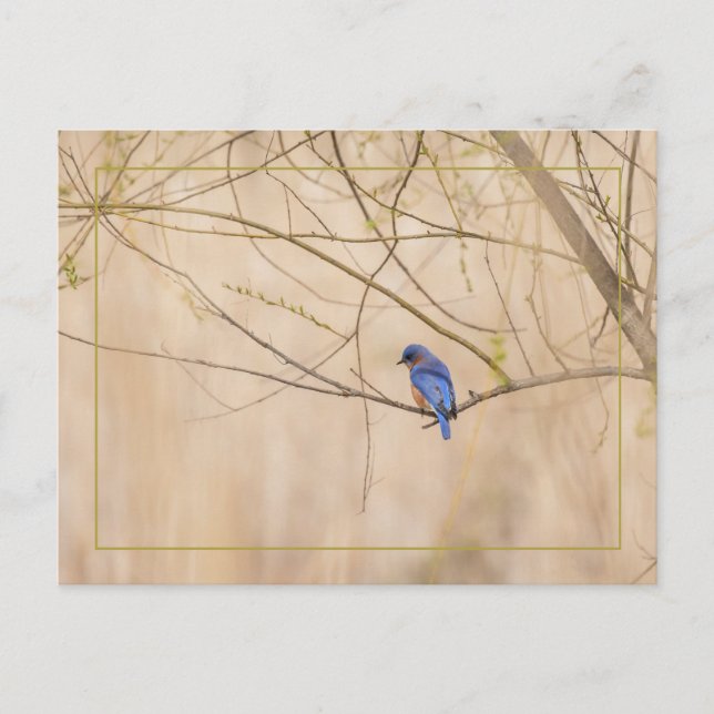 Carte Postale Ressort de Bluebird (Devant)