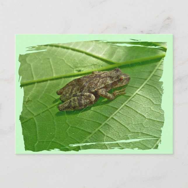 Carte Postale Ressort Peeper (Pseudacris crucifer) Treefrog Item (Devant)