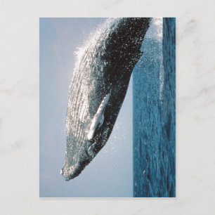 Carte Postale Résumé Baleine à bosse ( Megaptera novaeangliae )