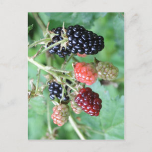 Carte Postale Résumé Description Blackberries dans une gamme de