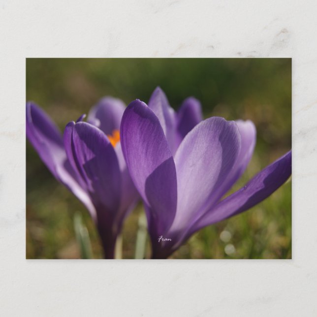 Carte Postale retour du printemps (Devant)