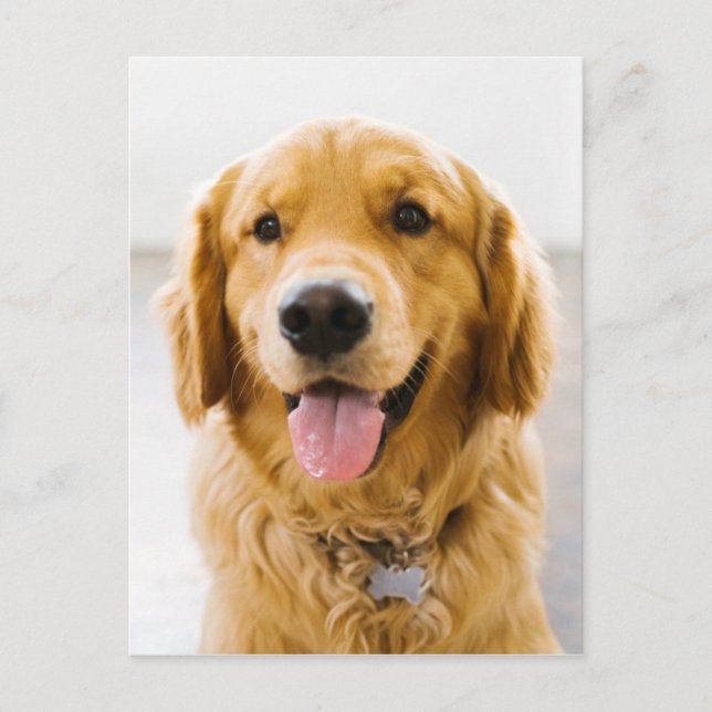 Carte Postale Retriever d'or souriant (Devant)