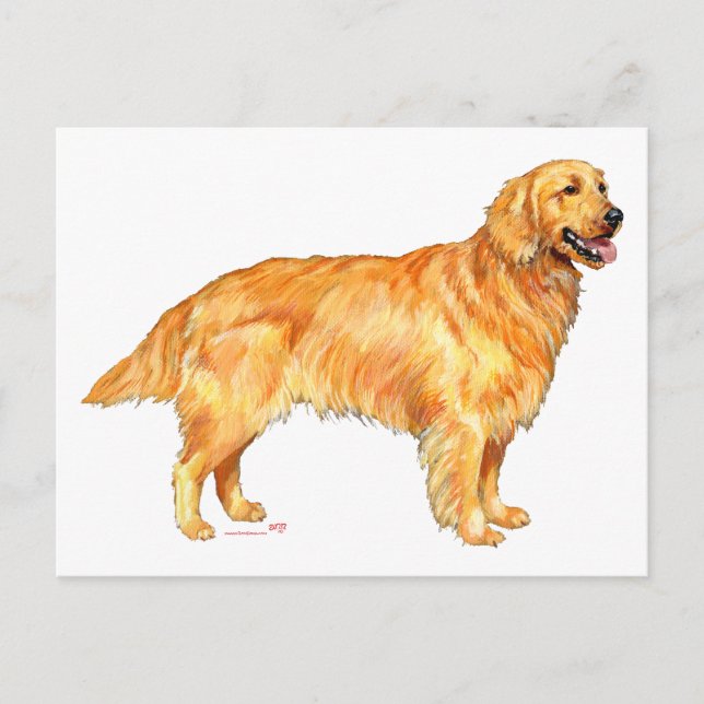Carte Postale Retriever doré (Devant)