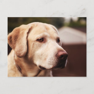 Carte Postale Retriever du Labrador