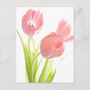 Carte Postale Retro Pink tulip