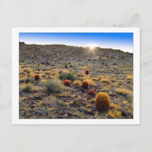 Carte Postale "Réveil du Cactus Baril"