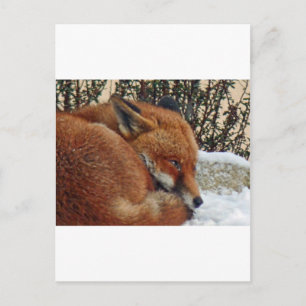 Carte Postale Rêver de jour de Fox