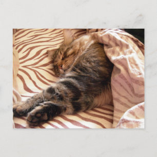 Carte Postale Rêver du veld