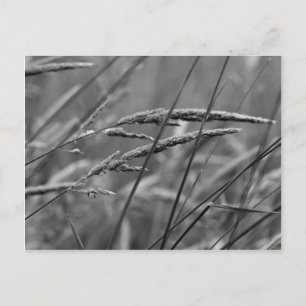 Carte Postale Rêves du jour d'été