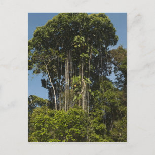 Carte Postale Rewa River bordure Forêt forestière Guyane