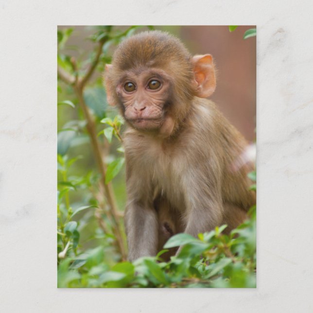 Carte Postale Rhesus Monkey Baby, Monkey Temple, Jaipur (Devant)