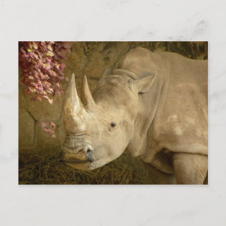 Carte Postale Rhino