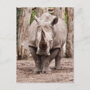 Carte Postale Rhino