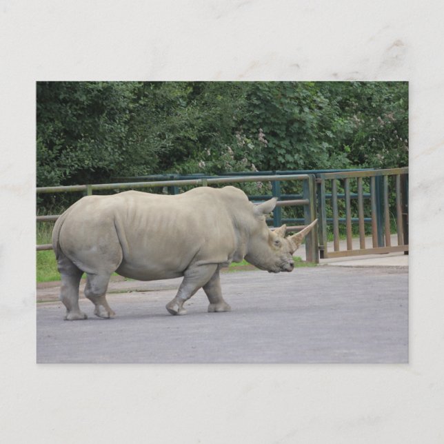 Carte Postale Rhino (Devant)