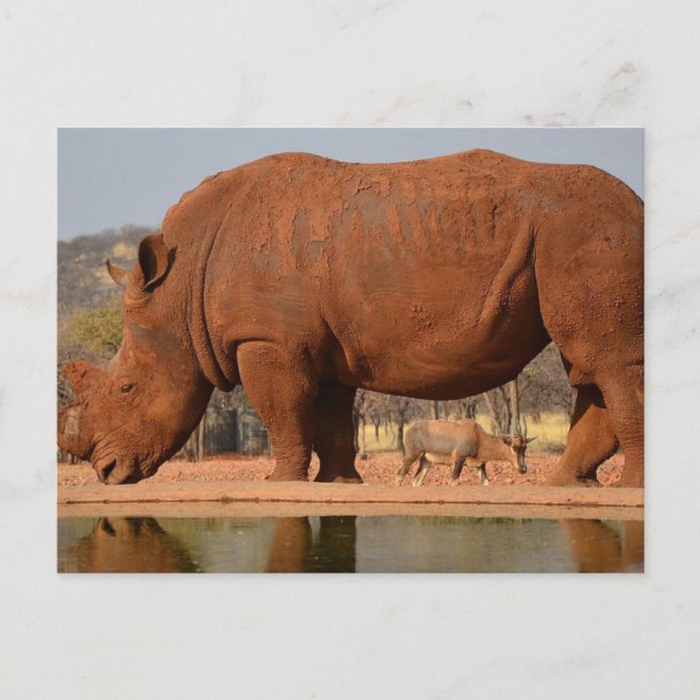 Carte Postale Rhino avec boue sur la peau (Devant)