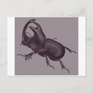 Carte Postale Rhino Beetle, Scarabeus Chorinaeus