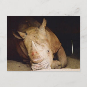 Carte Postale rhino bleu