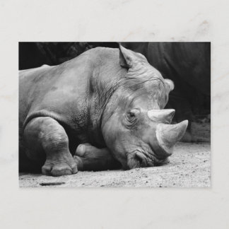 Carte Postale Rhino noir et blanc