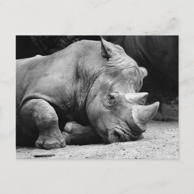 Carte Postale Rhino noir et blanc (Devant)