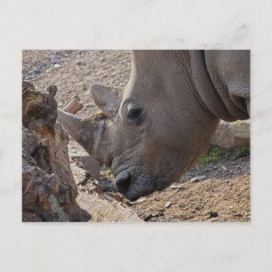 Carte Postale Rhinocéros
