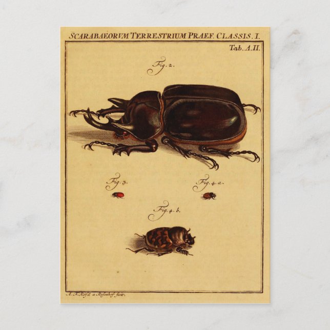 Carte Postale Rhinoceros Beetles (Devant)