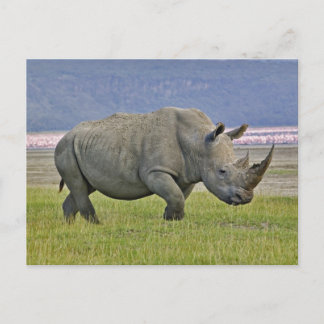 Carte Postale Rhinocéros blanc et flamants roses nains au loin,