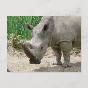 Carte Postale Rhinoceros Ceratotherium Blanc Simum