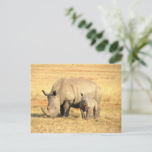 Carte Postale rhinocéros mignons en afrique