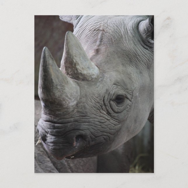 Carte Postale Rhinoceros noir (Devant)