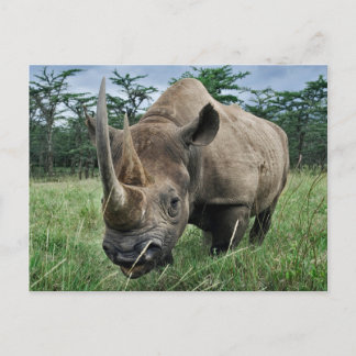 Carte Postale Rhinocéros noir | Kenya