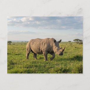 Carte Postale Rhinocéros Solitaire Marchant Dans Une Prairie Ouv