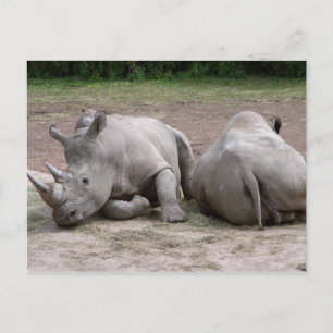 Carte Postale Rhinos