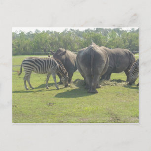 Carte Postale Rhinos & Zebra Chowing Down