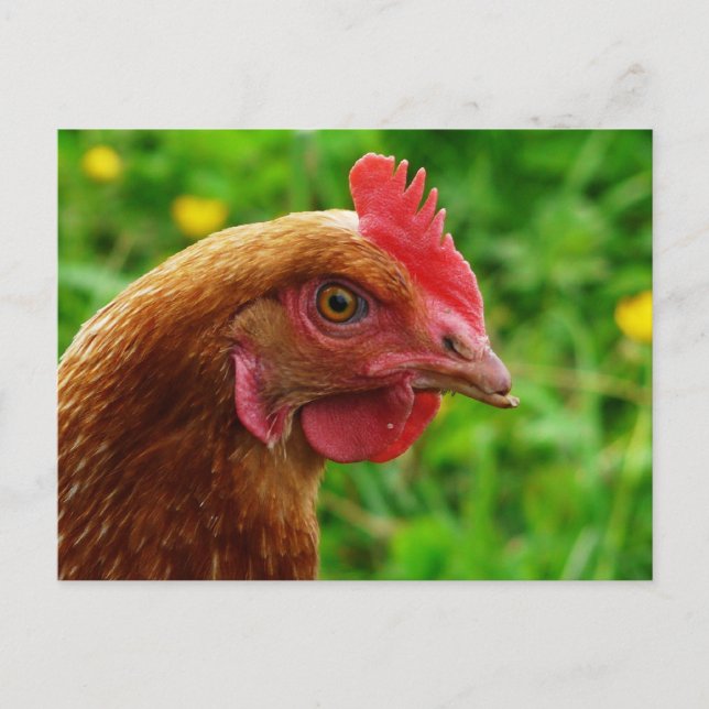 Carte Postale Rhode Island Red Hen (Devant)