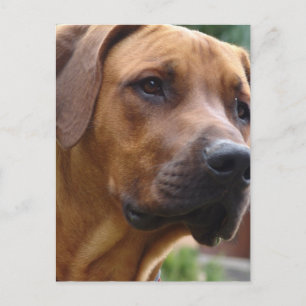 Carte postale Rhodesian Ridgeback