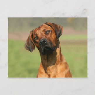 Carte postale Rhodesian Ridgeback