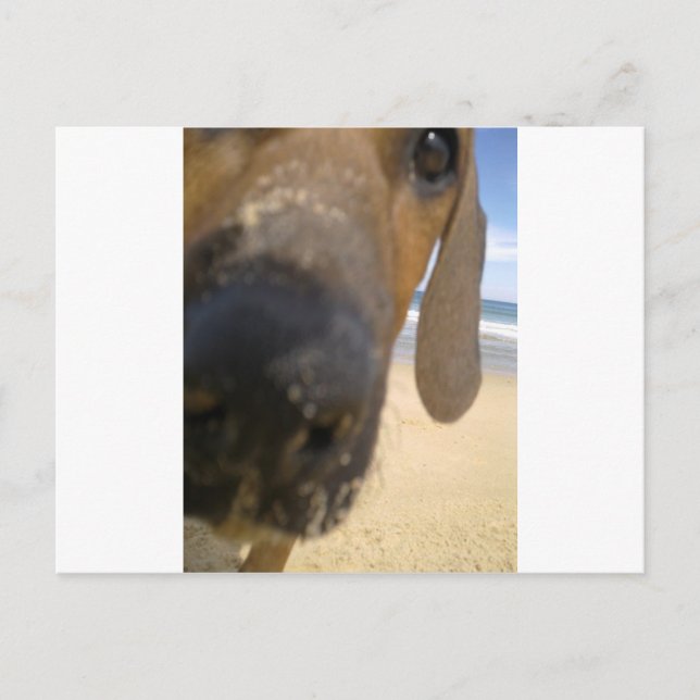 Carte Postale Rhodesian Ridgeback Stuff (Devant)