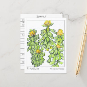 Carte Postale Rhodiola Plante Herbal Study Materia Medica