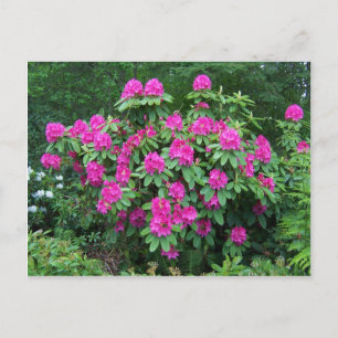 Carte Postale Rhododendron