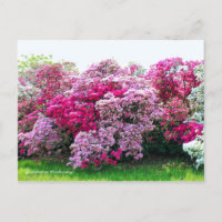 Rhododendron : Hirado-Tsutsuji [Carte postale]
