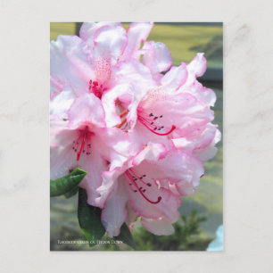 Carte Postale Rhododendron 'Hydon Down' [Carte postale]