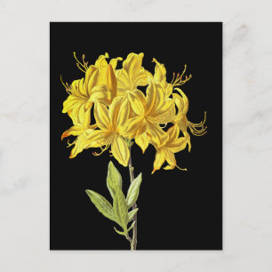 Carte Postale Rhododendron luteum (Azalée Pontique)