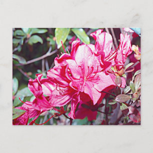 Carte Postale Rhododendron maximum en Virginie-Occidentale