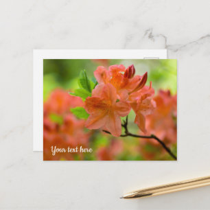 Carte postale Rhododendron orange