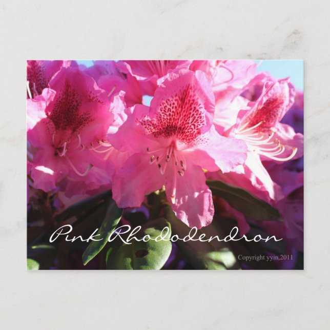 Carte Postale rhododendron rose (Devant)