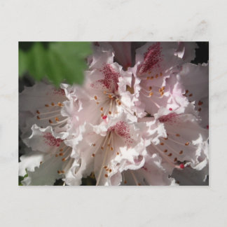 Carte Postale Rhododendron rose 2