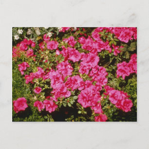 Carte Postale Rhododendron rose Indicum fleurs "Roses" (Azalea)