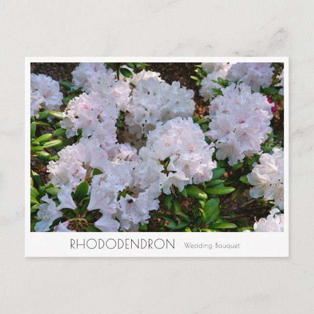 Carte Postale Rhododendron "Wedding Bouquet" (Devant)