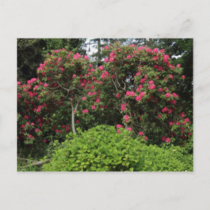 Carte Postale Rhododendrons